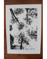 Affiche Arbres vue du ciel