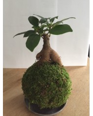 Kokedama ficus