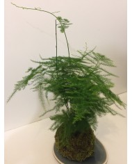  kokedama asparagus