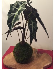 kokedama alocasia
