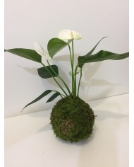 kokedama anthurium