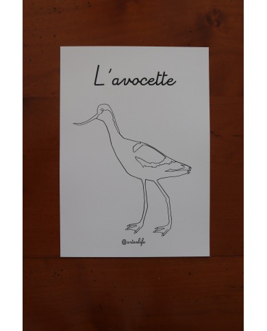 Feuilles de coloriage "Espèces d'oiseaux"