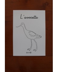 Feuilles de coloriage "Espèces d'oiseaux"