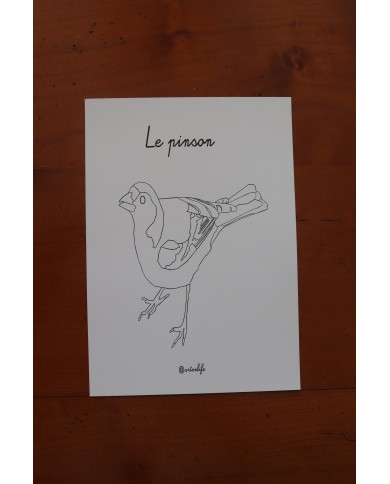 Feuilles de coloriage "Espèces d'oiseaux"