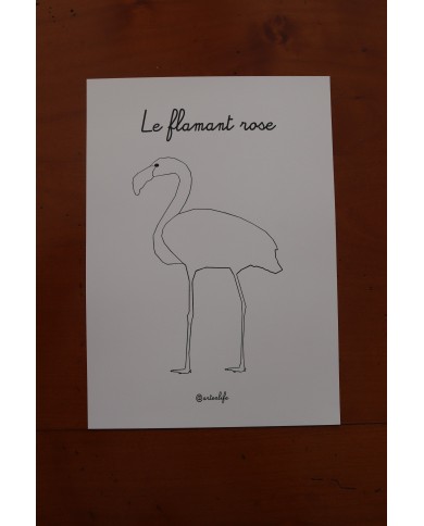 Feuilles de coloriage "Espèces d'oiseaux"