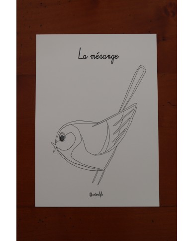 Feuilles de coloriage "Espèces d'oiseaux"