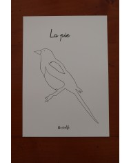 Feuilles de coloriage "Espèces d'oiseaux"