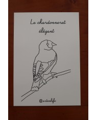 Feuilles de coloriage "Espèces d'oiseaux"