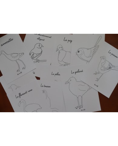 Feuilles de coloriage "Espèces d'oiseaux"
