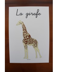 Affiche girafe Affiche girafe